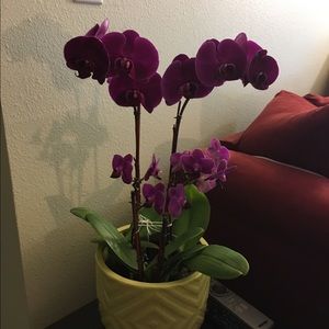 Meet your Posher, Chi