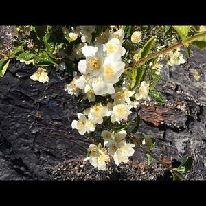 Meet your Posher, Tanya