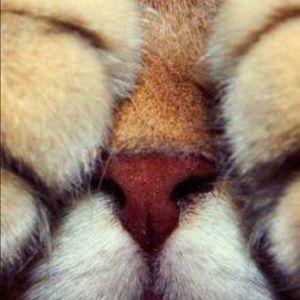 Meet your Posher, Quincee