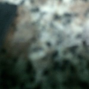 Meet your Posher, Dfcxs