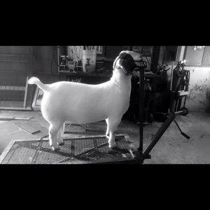 Meet your Posher, Karla