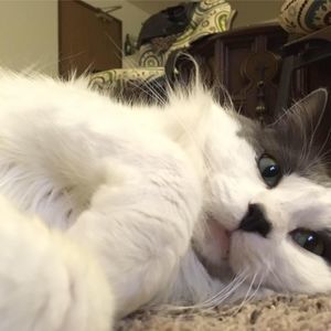 Meet your Posher, Jen