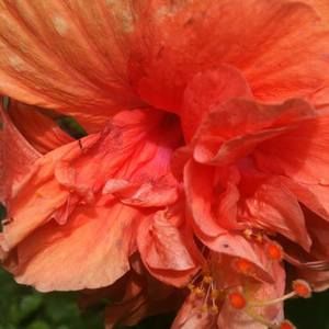 Meet your Posher, Pam