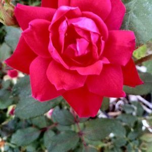 Meet your Posher, Jody