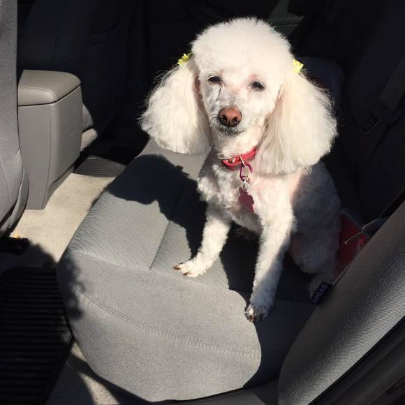 Meet your Posher, Audrey - Picture 1 of 1