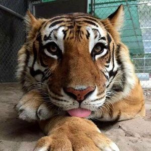 Meet your Posher, Margot