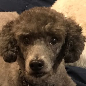 Meet your Posher, Melissa