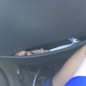 Meet your Posher, Gavin