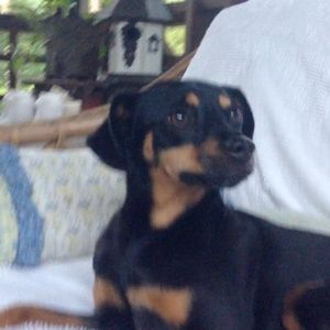 Meet your Posher, Howard 'chip'