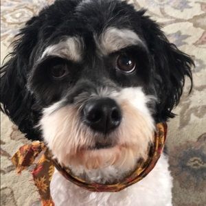 Meet your Posher, Liza