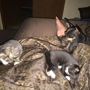 Meet your Posher, J.d. rachel