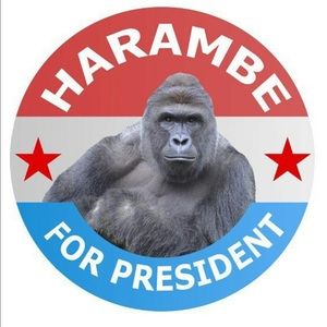 Meet your Posher, Luiz