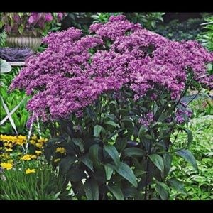 Meet your Posher, Jayme