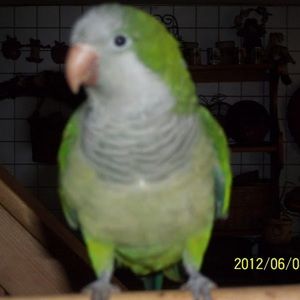 Meet your Posher, Joell