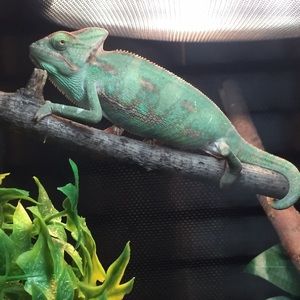 Meet your Posher, Alex