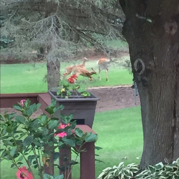 Meet your Posher, Vicki - Picture 1 of 1