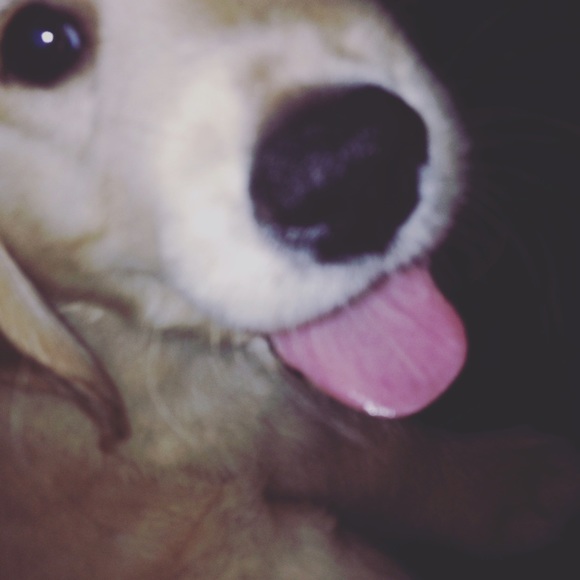 Meet your Posher, Bailey - Picture 1 of 1