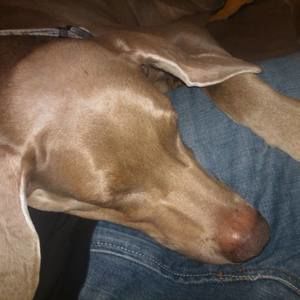 Meet your Posher, Janet