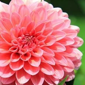 Meet your Posher, Carson