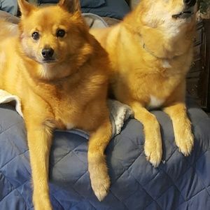 Meet your Posher, Anne