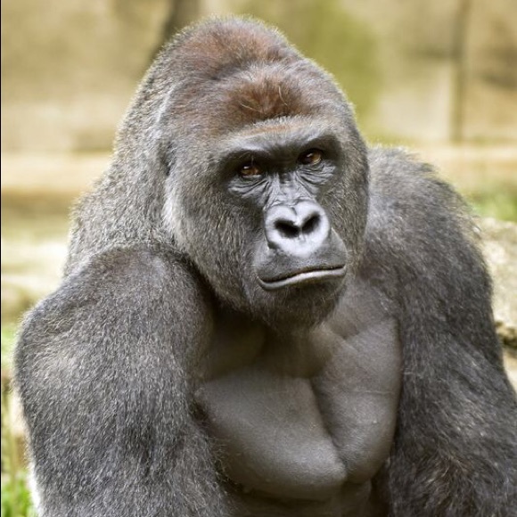 Meet your Posher, Dylan