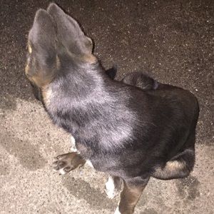 Meet your Posher, Oseas