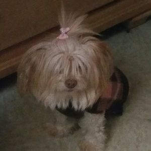 Meet your Posher, Wilma