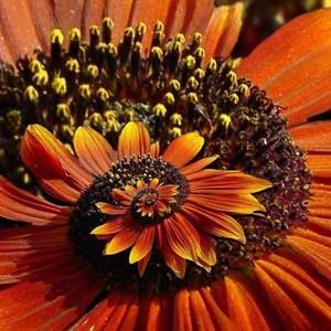 Meet your Posher, Carla