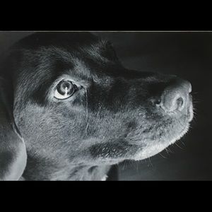 Meet your Posher, Hunter