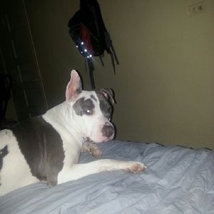 Meet your Posher, Lenny