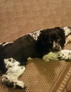 Meet your Posher, Toi