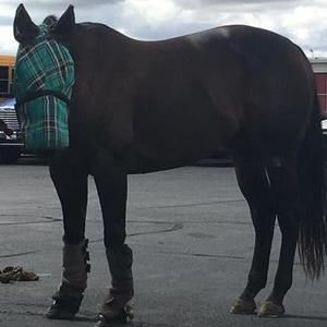 Meet your Posher, Heidi