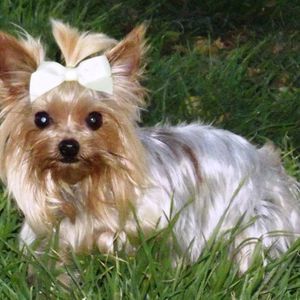 Meet your Posher, Tammy