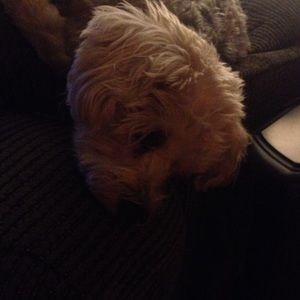 Meet your Posher, Andrea