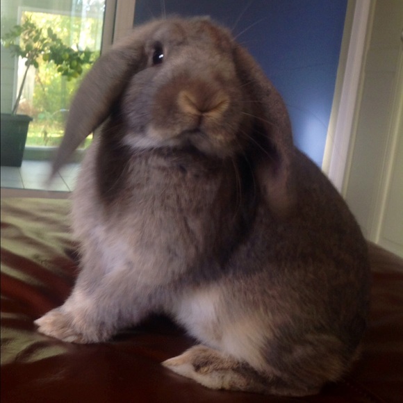 Meet your Posher, Jaye