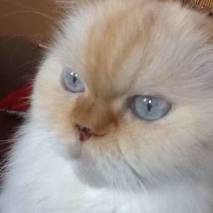 Meet your Posher, Shelley