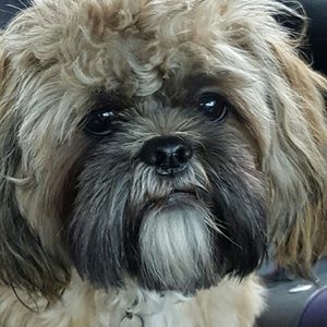 Meet your Posher, Donna