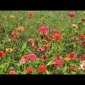 Meet your Posher, Priya