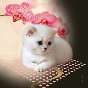 Meet your Posher, Celina