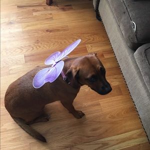 Meet your Posher, Ashley