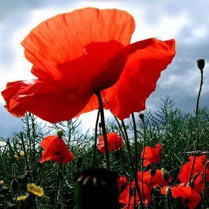 Meet your Posher, Mindi