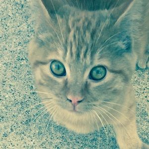 Meet your Posher, Adam