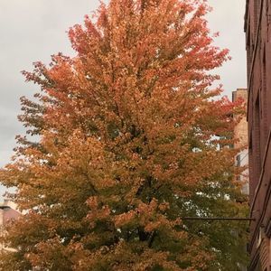 Meet your Posher, Manuel