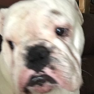 Meet your Posher, Dawn