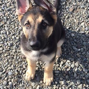 Meet your Posher, Heidi