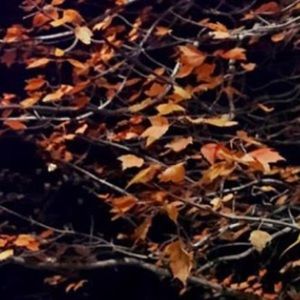 Meet your Posher, Lexie