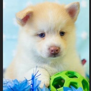 Meet your Posher, Mohammad