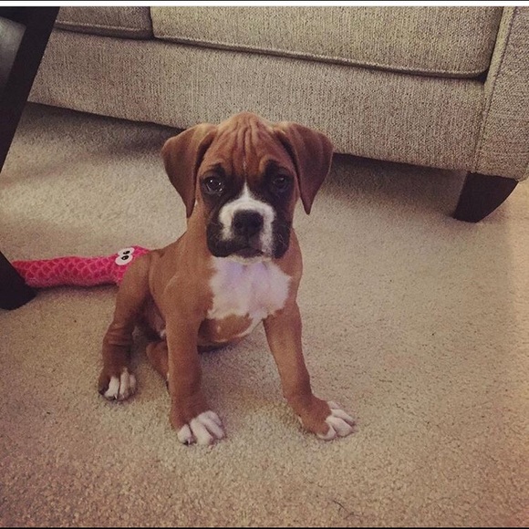 Meet your Posher, Dana - Picture 1 of 1