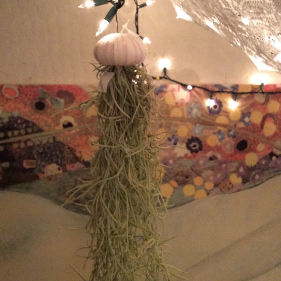 Handmade lovely Spanish Tillandsia Air plant🌾 - Picture 2 of 4