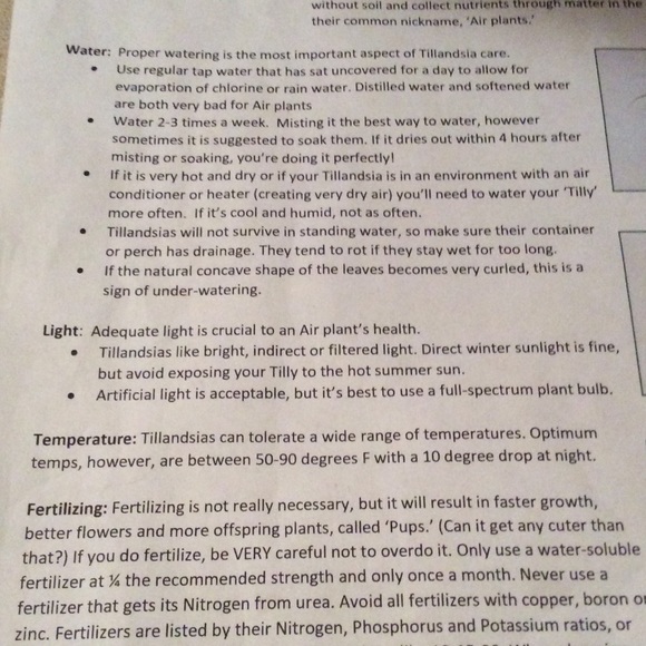 Handmade lovely Spanish Tillandsia Air plant🌾 - Picture 4 of 4